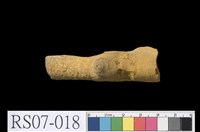 藏品(結核)的圖片